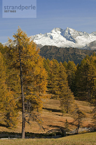 Lärchenwiesen  dahinter Olperer  Vinaders  Obernberg  Tirol  Österreich  Europa