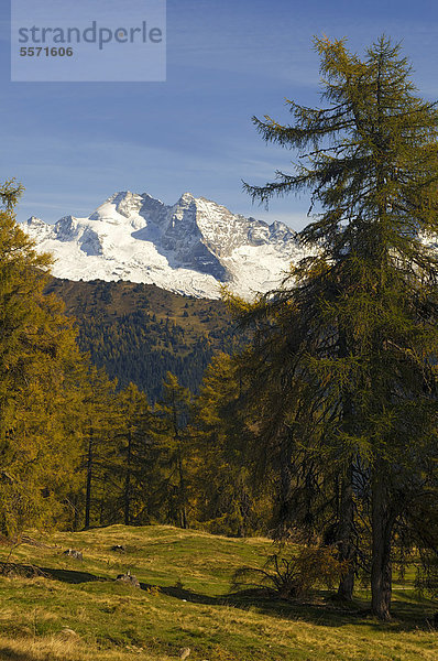 Lärchenwiesen  dahinter Olperer  Vinaders  Obernberg  Tirol  Österreich  Europa