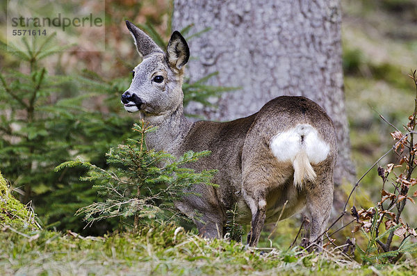 Reh (Capreolus capreolus)  Tirol  Österreich  Europa