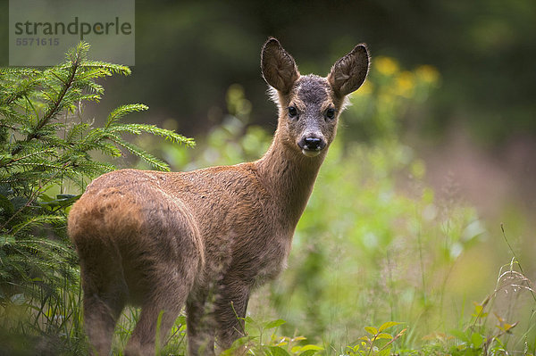 Reh (Capreolus capreolus)  Tirol  Österreich  Europa