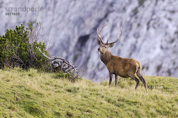 Rothirsch (Cervus elaphus)  Nauders-Alm  Karwendel-Gebirge  Tirol  Österreich  Europa