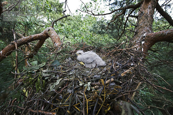 Ein drei Wochen alter beringter Mäusebussard (Buteo buteo) im Nest in etwa 14 Meter Höhe  Berlin  Deutschland  Europa