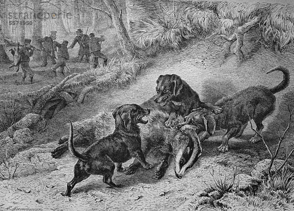 Jagdhunde bei der Dachsjagd  historischer Stich  1869