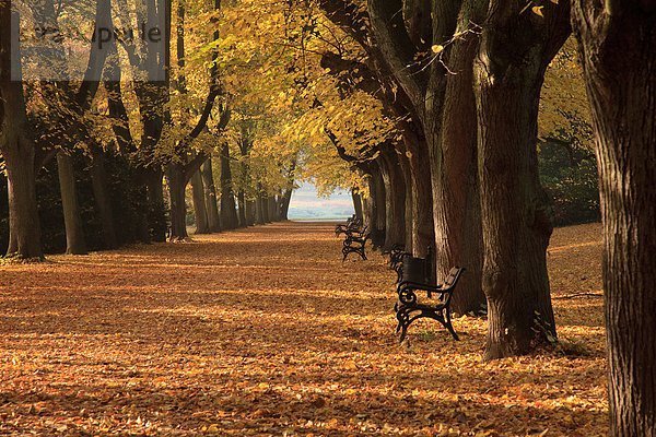 Rombergpark in Dortmund im Herbst  Deutschland