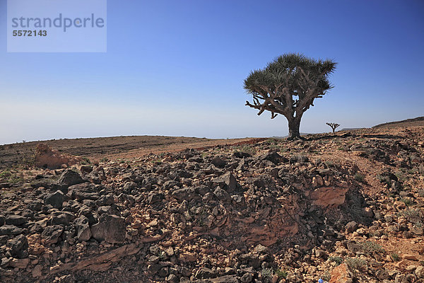Drachenblutbaum (Dracaena sp.)  Landschaft des südlichen Dhofar  Jabal al-Qamar  Oman  Arabische Halbinsel  Naher Osten