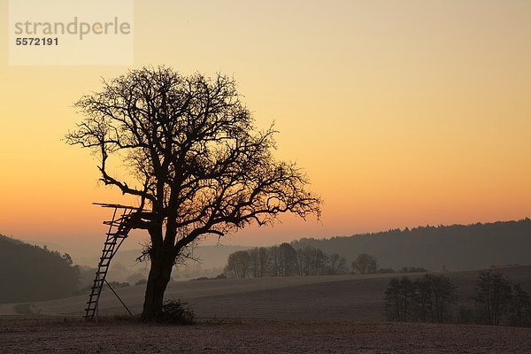 Einsamer Baum in Franken  Deutschland
