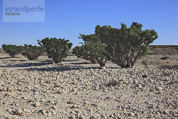 Weihrauchbäume (Boswellia sacra carterii)  Wadi Dawqah  Wadi Dawkah  Weihrauchbaumkulturen  UNESCO Weltkulturerbe  Dhofar-Region  Oman  Arabische Halbinsel  Naher Osten