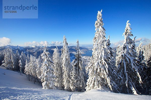 Schneebedeckte Tannen im Tegernseer Tal  Bayern  Deutschland