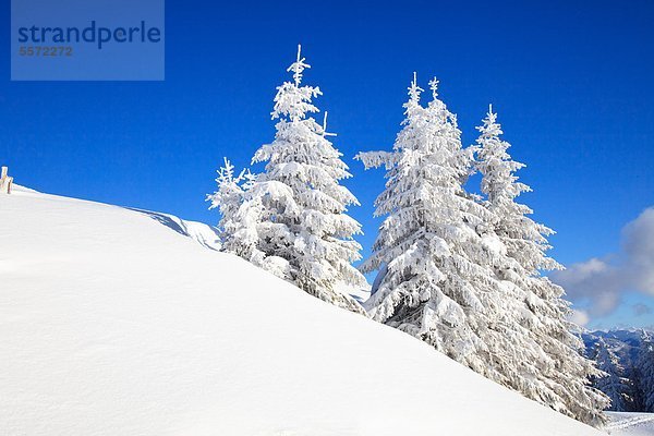Schneebedeckte Tannen im Tegernseer Tal  Bayern  Deutschland