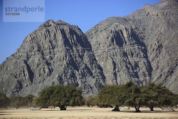 Landschaft im Wadi Sal al-A'la  Akazienwald  in der omanischen Enklave Musandam  Oman  Naher Osten