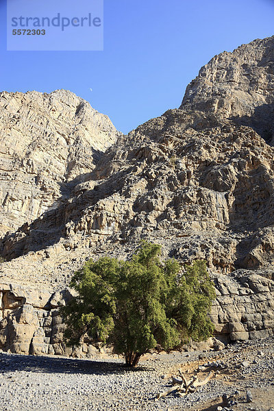 Baum aus der Familie der Lorbeergewächse in der Landschaft im Jebel Harim Gebiet  in der omanischen Enklave Musandam  Oman  Naher Osten