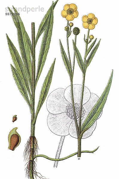 Zungen-Hahnenfuß  auch Großer Hahnenfuß (Ranunculus lingua)  Heilpflanze  Nutzpflanze  Chromolithografie  ca. 1790