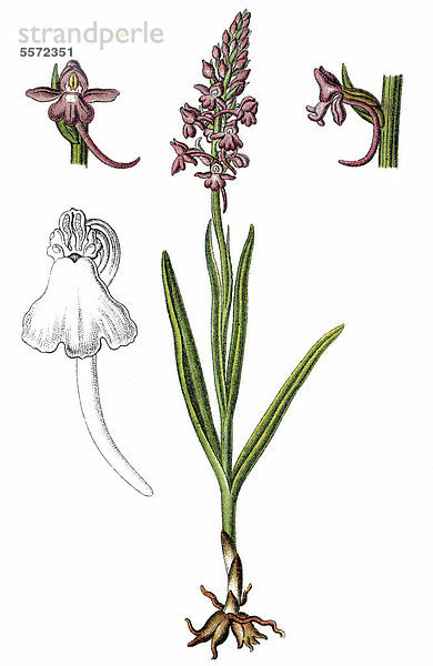 Mücken-Händelwurz  auch Langsporn-Händelwurz  Fliegen-Händelwurz oder Große Händelwurz (Gymnadenia conopsea)  Heilpflanze  Nutzpflanze  Chromolithografie  ca. 1790