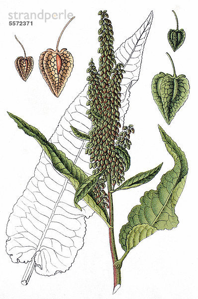 Der Wasser-Ampfer  veraltet auch Wasser-Mönchsrhabarber (Rumex aquaticus)  Heilpflanze  Nutzpflanze  Chromolithografie  ca. 1790