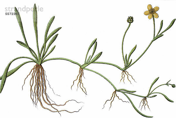 Ufer-Hahnenfuß (Ranunculus reptans)  Heilpflanze  Nutzpflanze  Chromolithographie  circa 1790
