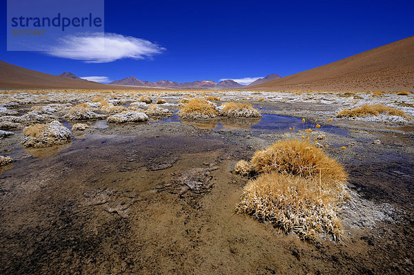 Wassertümpel mit Ichu-Grasbüschel (Stipa ichu) und blauem Wolkenhimmel  Uyuni  Bolivien  Südamerika