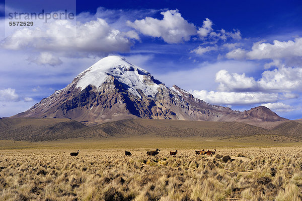 Sajama  höchster Berg Boliviens mit Hochfläche  Sajama Nationalpark  La Paz  Bolivien  Südamerika