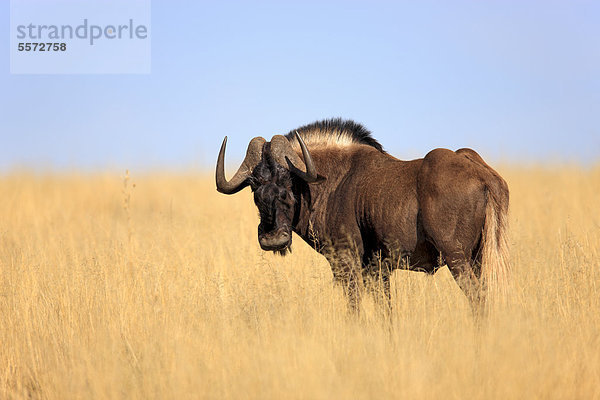 Weißschwanzgnu (Connochaetes gnou)  adult  Mountain Zebra Nationalpark  Südafrika  Afrika