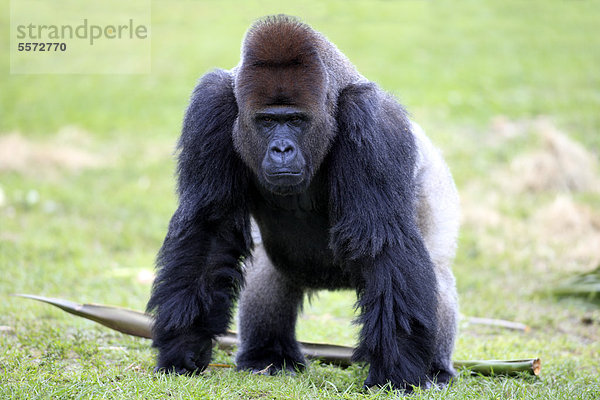 Westlicher Flachlandgorilla (Gorilla gorilla)  adult  männlich  Silberrücken  captive  Florida  USA