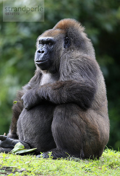Westlicher Flachlandgorilla (Gorilla gorilla)  adult  weiblich  captive  Florida  USA