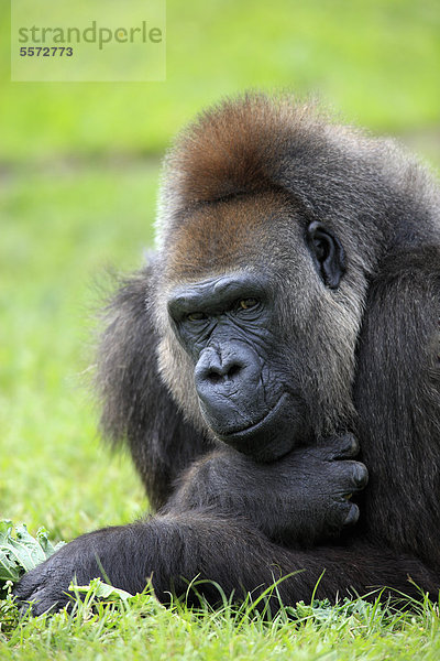 Westlicher Flachlandgorilla (Gorilla gorilla)  adult  weiblich  captive  Florida  USA
