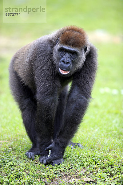 Westlicher Flachlandgorilla (Gorilla gorilla)  subadult  captive  Florida  USA