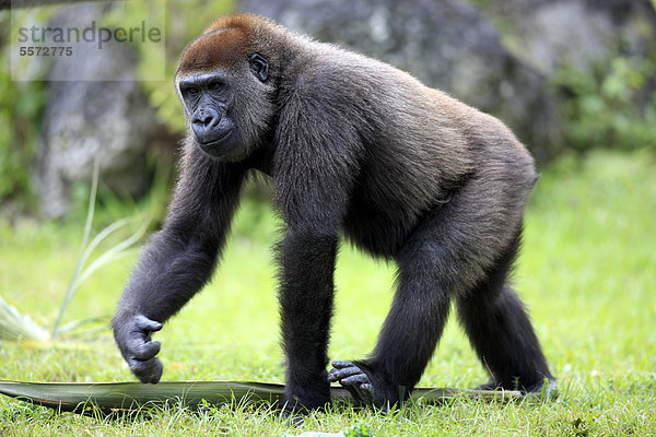 Westlicher Flachlandgorilla (Gorilla gorilla)  subadult  captive  Florida  USA
