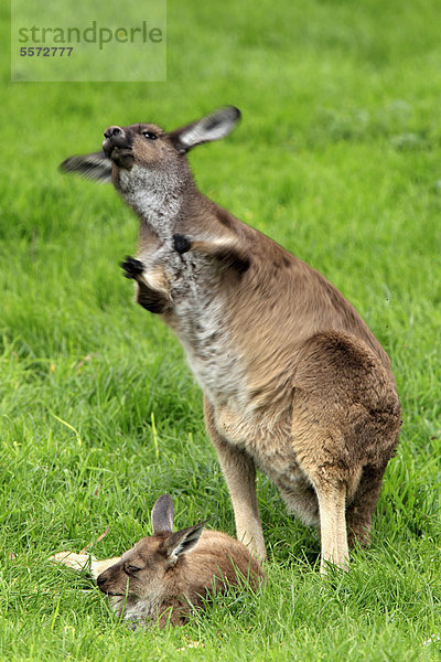 Muttertier Australien Känguru South Australia