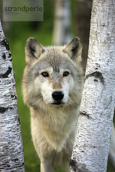 Wolf (Canis lupus)  adult  schaut zwischen zwei Birkenstämmen hindurch  Minnesota  USA
