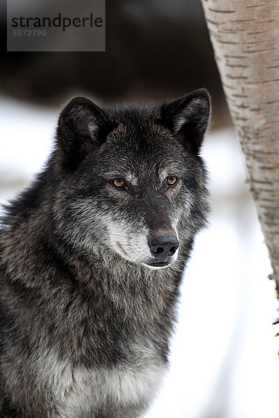 Wolf (Canis lupus)  Portrait  Winter  Schnee  Montana  USA  Nordamerika