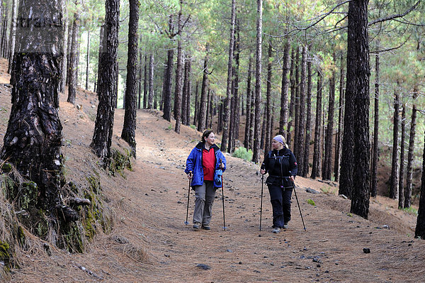 Zwei Frauen wandern durch einen kanarischen Fichtenwald  La Palma  Kanaren  Kanarische Inseln  Spanien  Europa  ÖffentlicherGrund