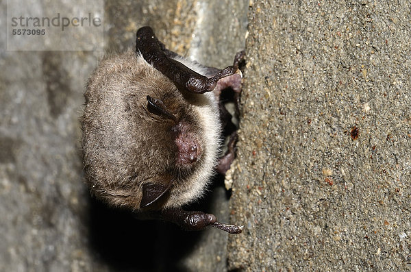 Wasserfledermaus (Myotis daubentoni)  Art des Anhangs IV der FFH-Richtlinie  im Winterquartier  Winterruhe  Topor  Stollen  Kiel  Schleswig-Holstein  Deutschland  Europa