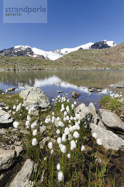 Trentino Südtirol Wollgras Italien