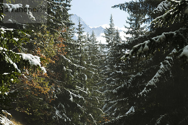 Schneebedeckter Wald