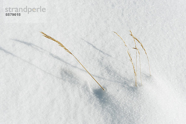 Gras im Schnee