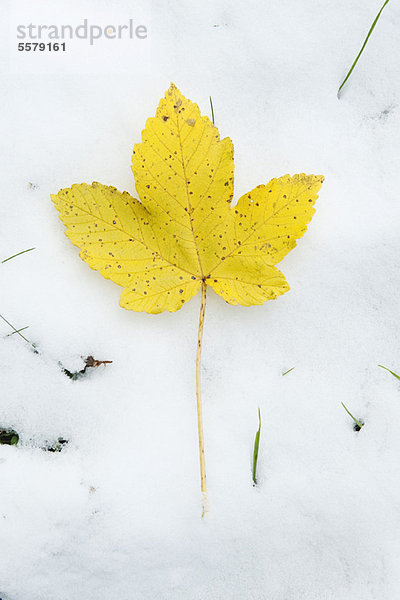Gelbes Blatt im Schnee