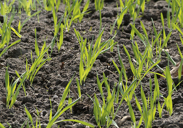 Feld mit jungen Gerstenpflanzen