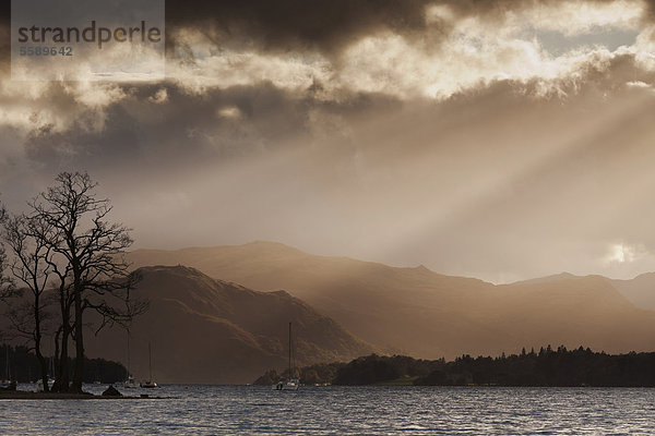 Baum als Silhouette vor den sonnenbeschienenen Hügel Hallin Fell  Ullswater-See im Vordergrund  Pooley Bridge  Cumbria  England  Großbritannien  Europa