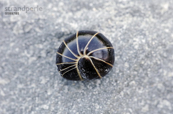 Saftkugler (Glomeris spec.)  eingerollt in Verteidigungshaltung  Nordrhein-Westfalen  Deutschland  Europa