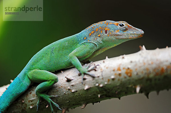 Marmoranolis (Anolis marmoratus)  Männchen  Vorkommen in Südamerika  captive  Bergkamen  Nordrhein-Westfalen  Deutschland  Europa