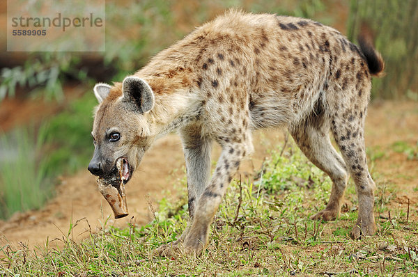 Tüpfelhyäne  Fleckenhyäne  Hyäne (Crocuta crocuta)  Vorkommen in Afrika  captive  Tschechien  Europa