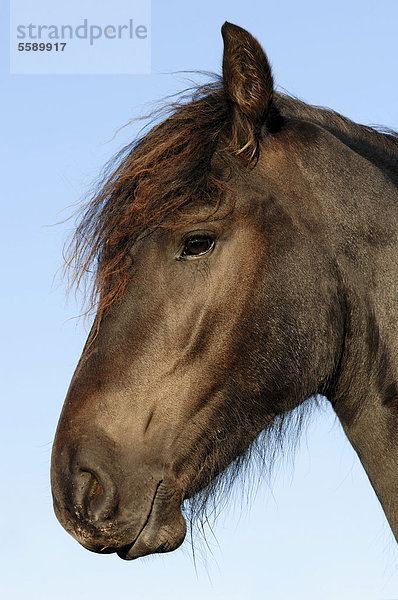 Landais Pony (Equus ferus caballus)  Portrait  Niederlande  Europa