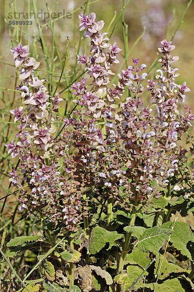 Muskateller-Salbei  Muskatsalbei  Römischer Salbei (Salvia sclarea)  Provence  Südfrankreich  Frankreich  Europa