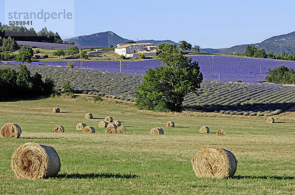 Strohballen und Lavendelfelder  Vaucluse  Provence-Alpes-Cote d'Azur  Südfrankreich  Frankreich  Europa  ÖffentlicherGrund