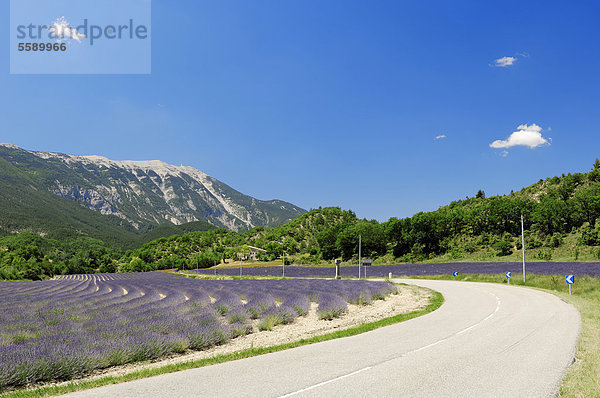 Straße und Lavendelfeld (Lavendula angustifolia)  vor dem Mont Ventoux  Vaucluse  Provence-Alpes-Cote d'Azur  Südfrankreich  Frankreich  Europa  ÖffentlicherGrund