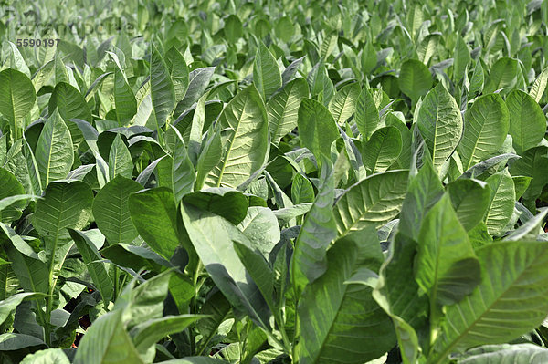 Tabakplantage  Tabakblätter  Tabak (Nicotiana)  Tabakanbau im Nationalpark Valle de Vinales  Vinales  Provinz Pinar del Rio  Kuba  Große Antillen  Karibik  Mittelamerika  Amerika