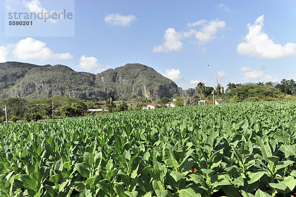 Tabakplantage  Tabakblätter  Tabak (Nicotiana)  Tabakanbau im Nationalpark Valle de Vinales  Vinales  Provinz Pinar del Rio  Kuba  Große Antillen  Karibik  Mittelamerika  Amerika