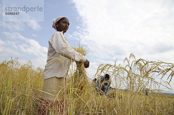Frauen bei der Getreideernte außerhalb eines kleines Dorfes in der Jorhat Region  Assam  Indien  Asien