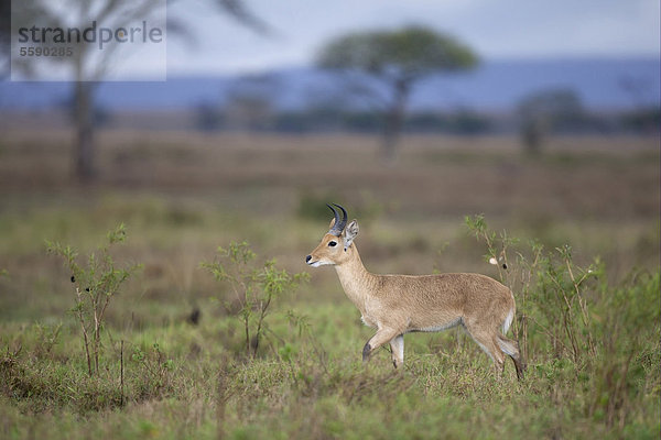 Gemeiner Riedbock (Redunca redunca)  Alttier  Männchen  im Lebensraum der Savanne  Serengeti Nationalpark  Tansania  Afrika