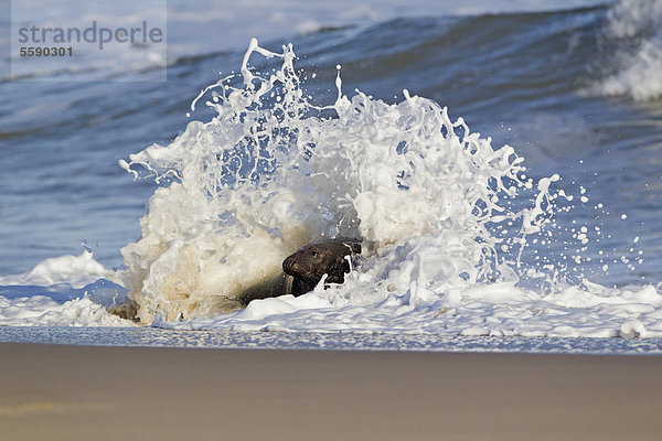 Kegelrobbe (Halichoerus grypus)  Alttier  Männchen  in der Brandung am Strand  Norfolk  England  Großbritannien  Europa